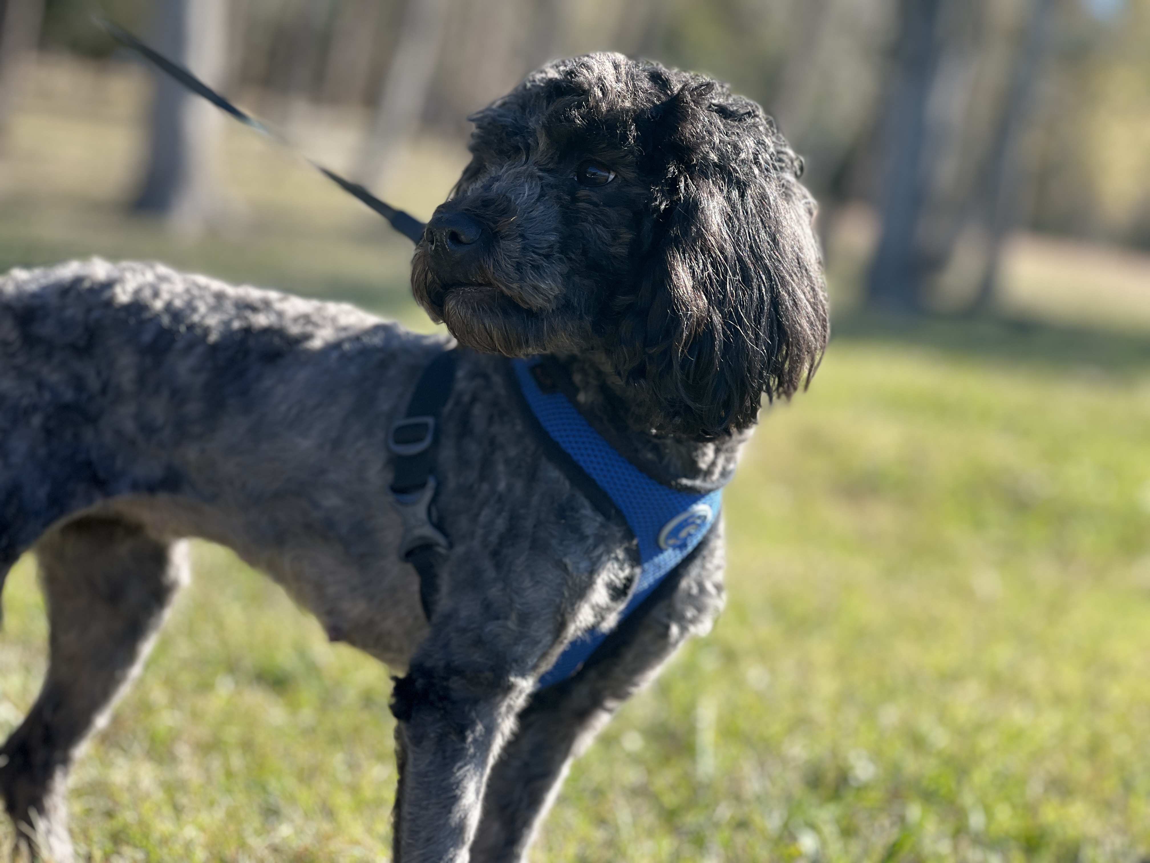 Dog 1