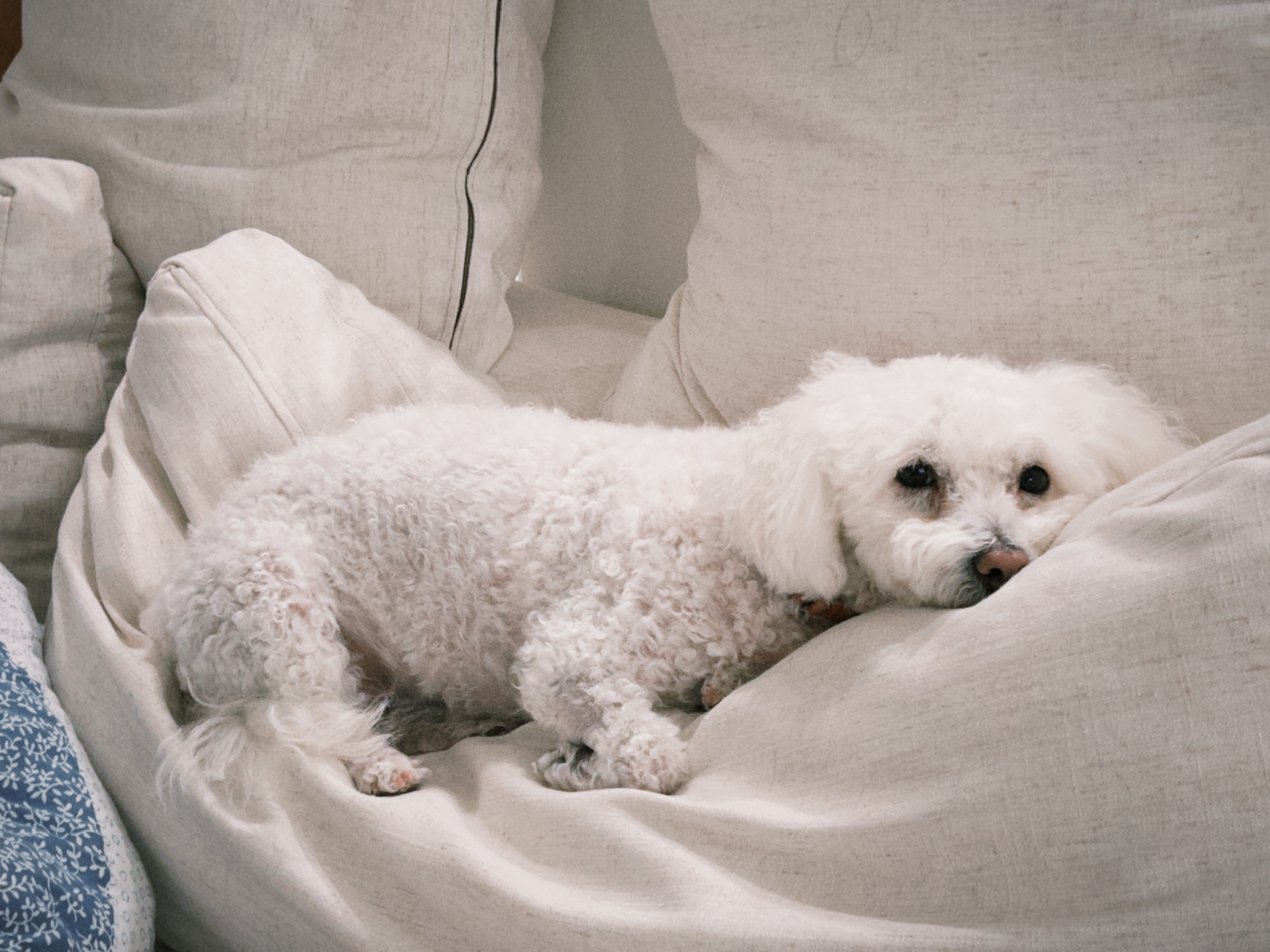 Dog 10
