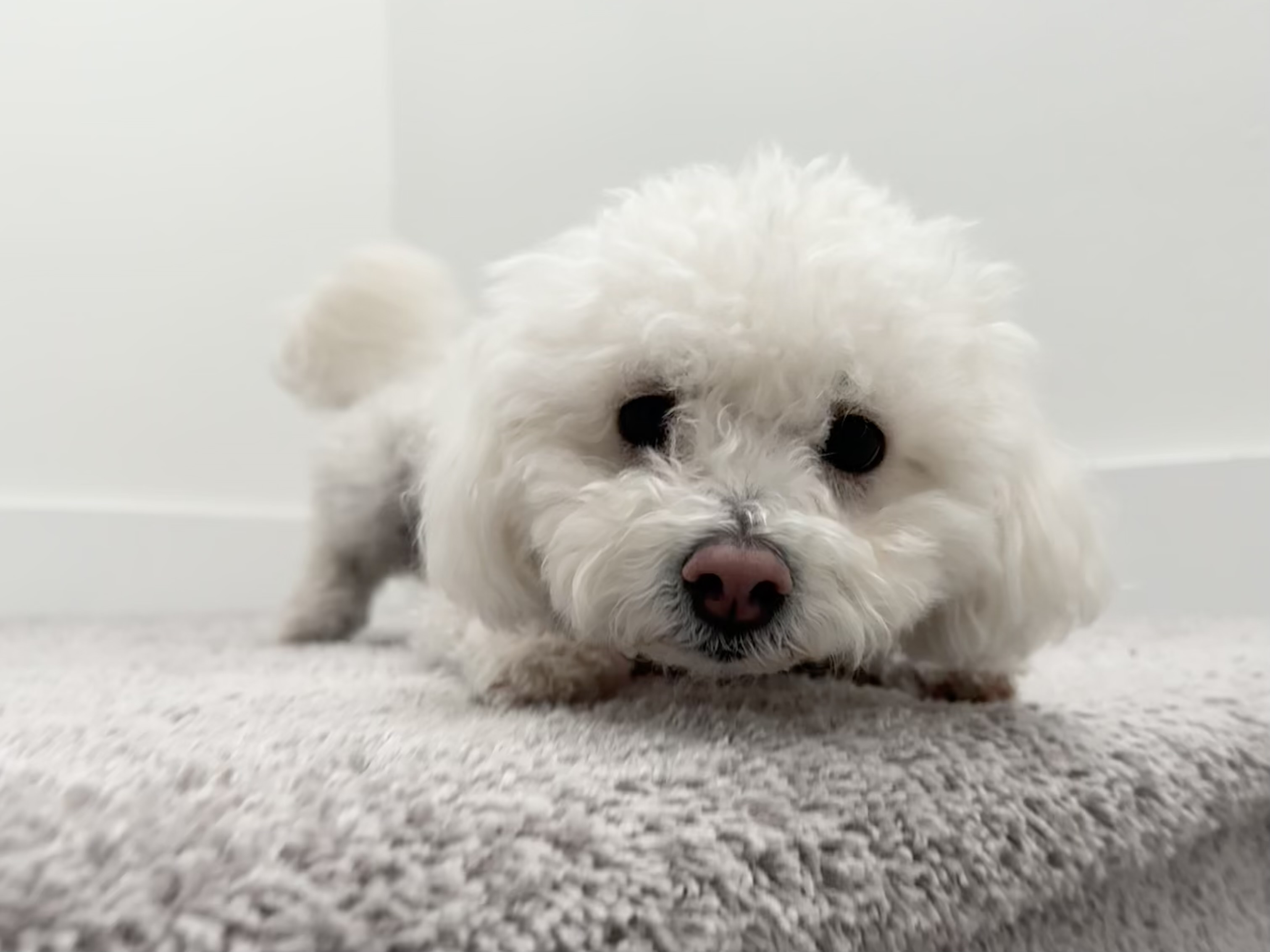 Dog 2