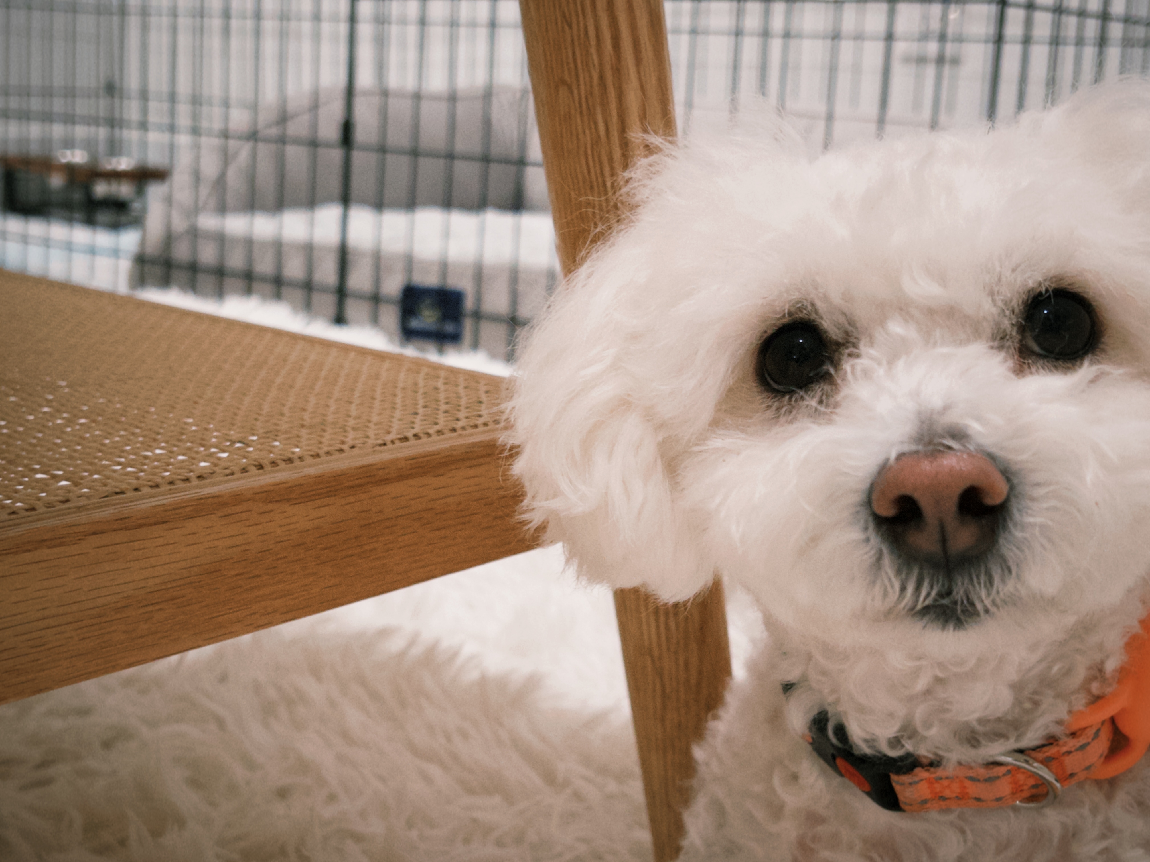 Dog 3