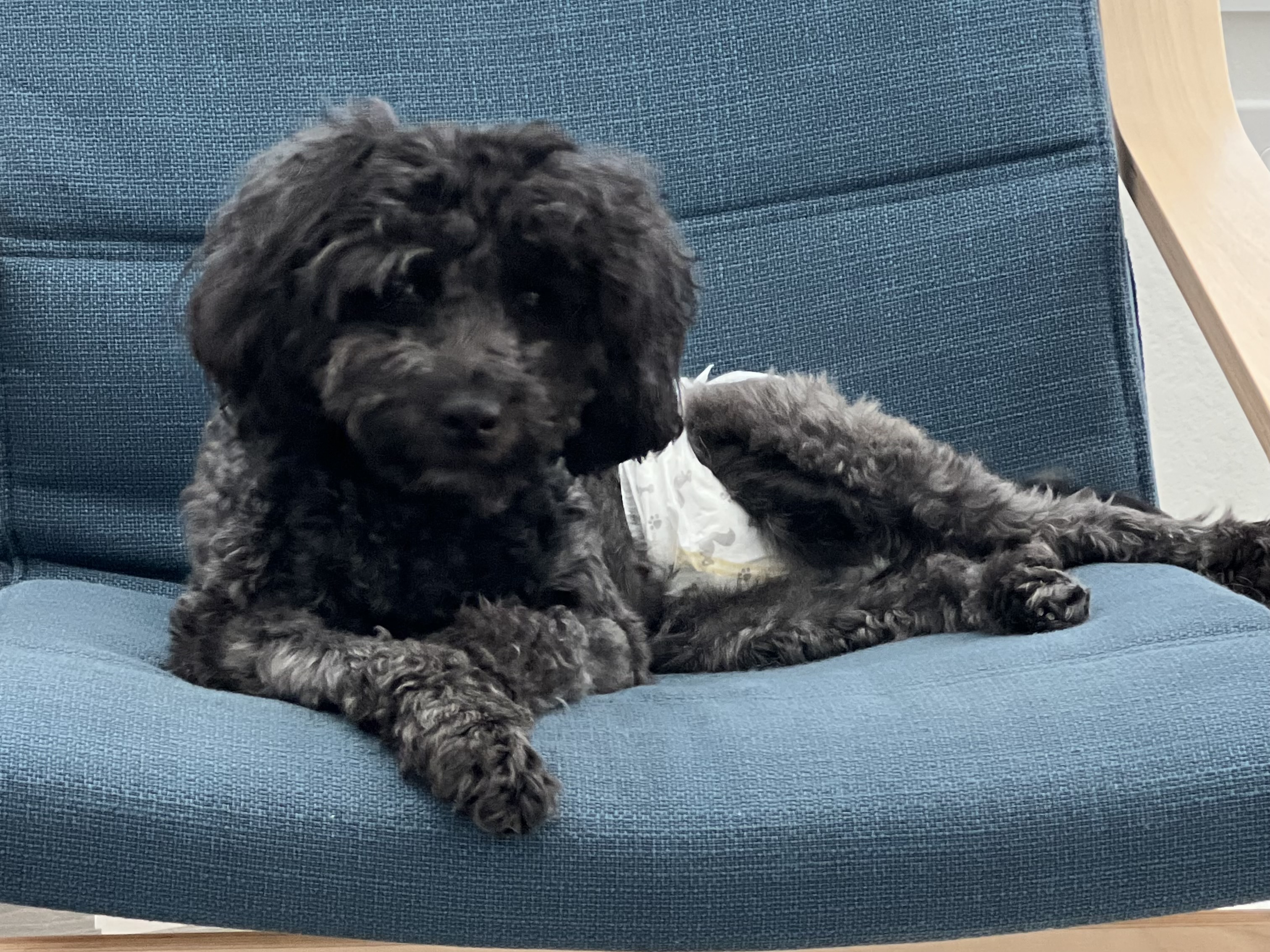 Dog 4