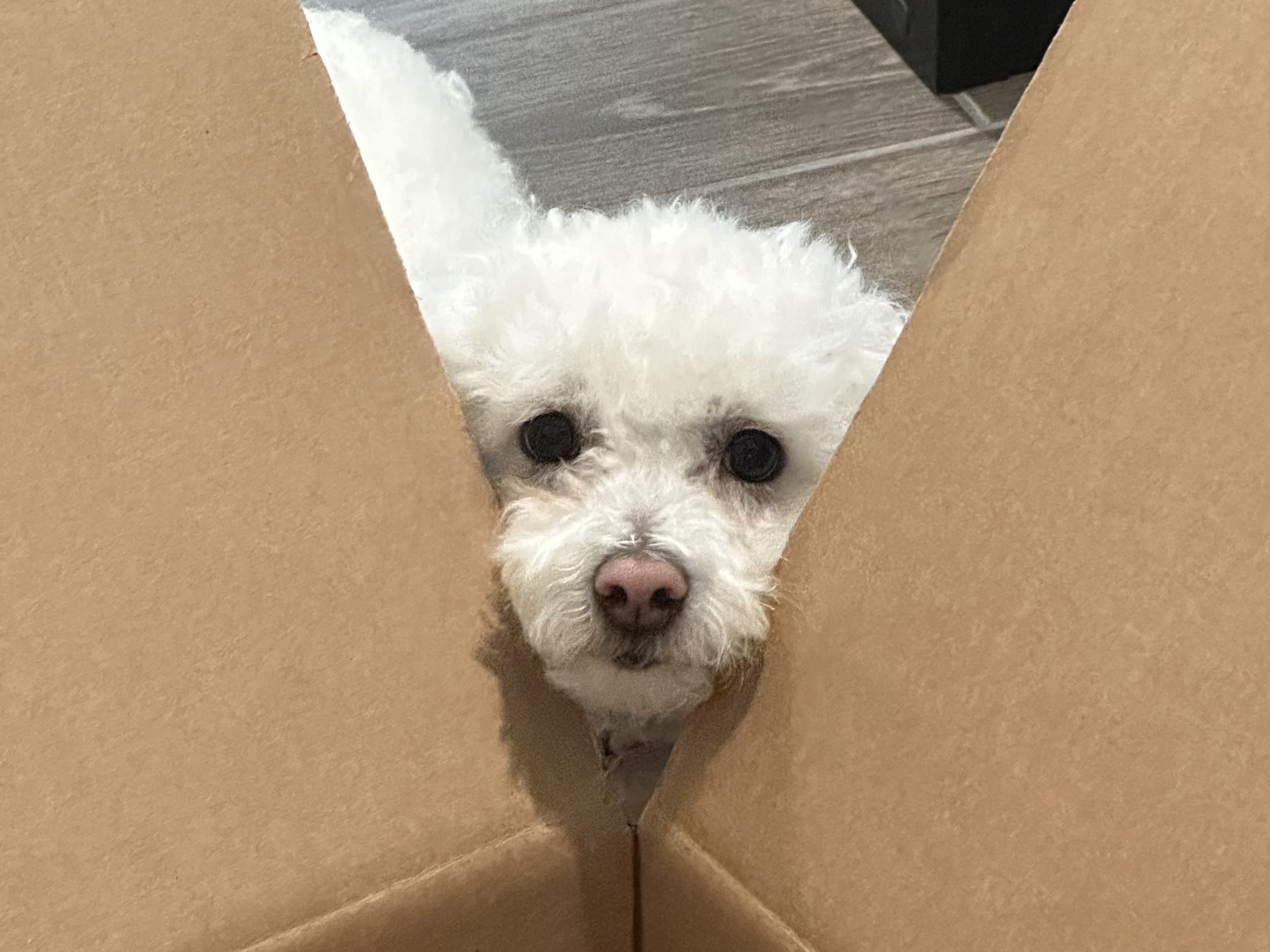 Dog 5