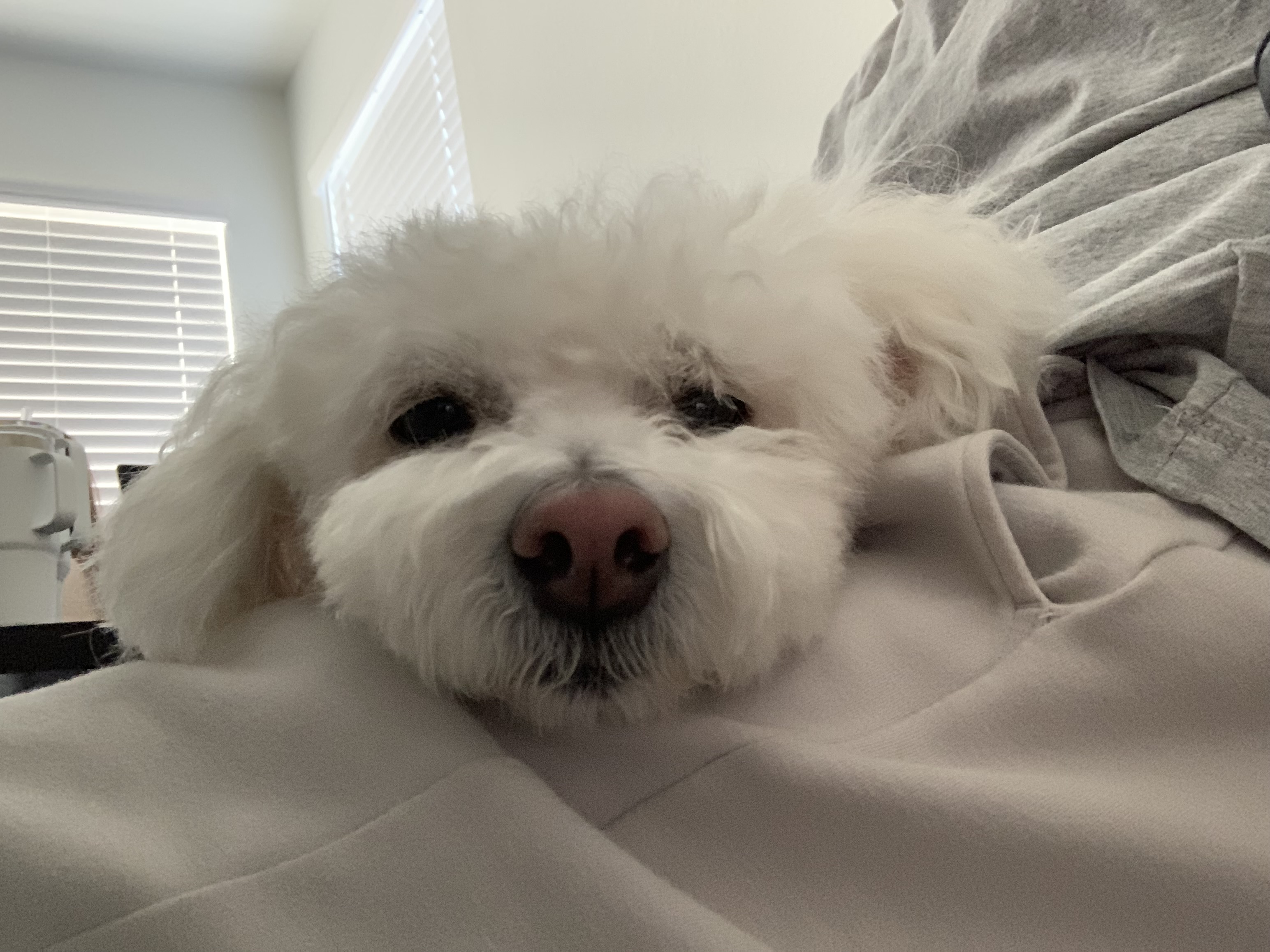 Dog 6
