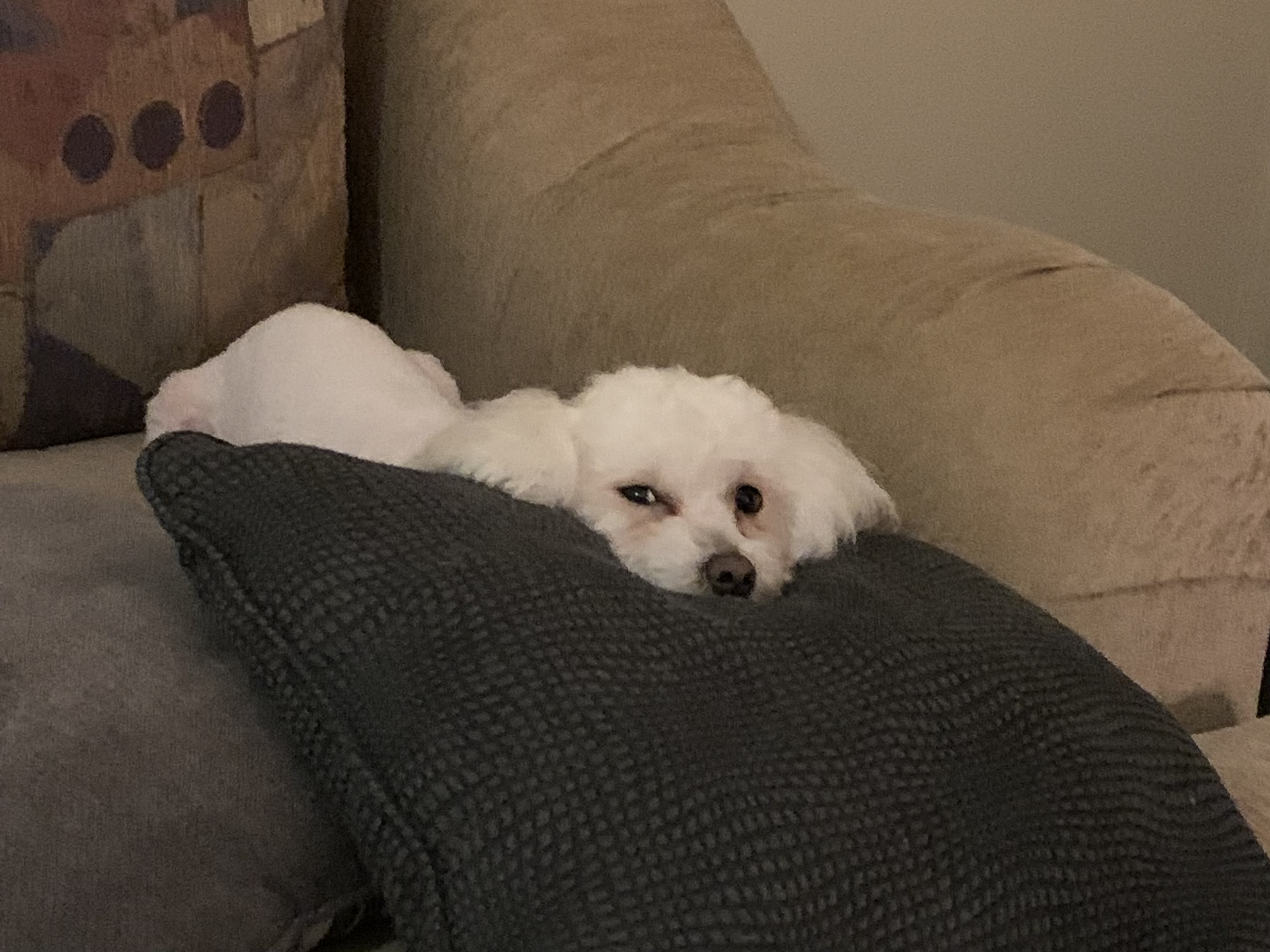 Dog 9